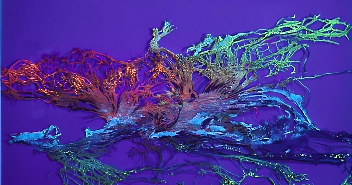 Świadomość Natury